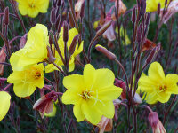 Oenothera stricta