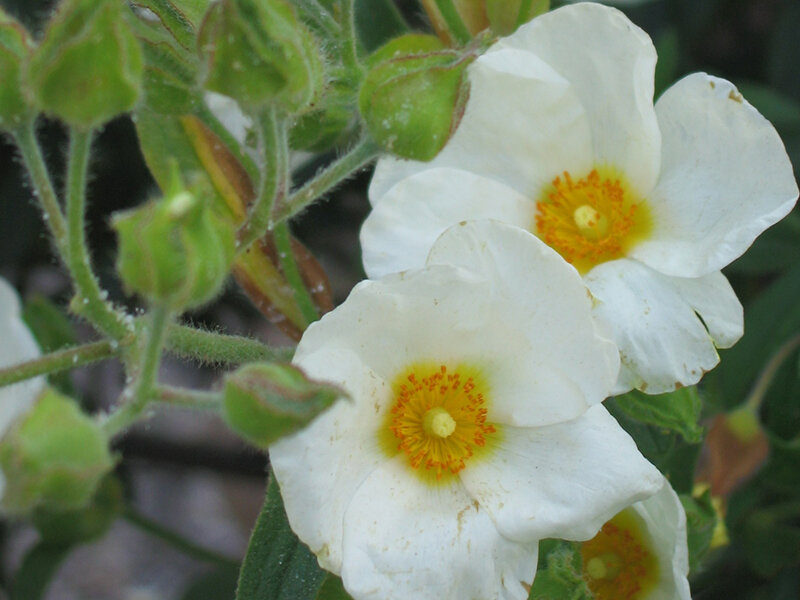 Cistus laurifolius
