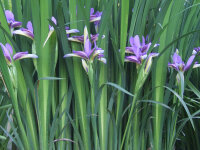 Iris graminifolia