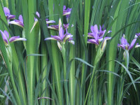 Iris graminea