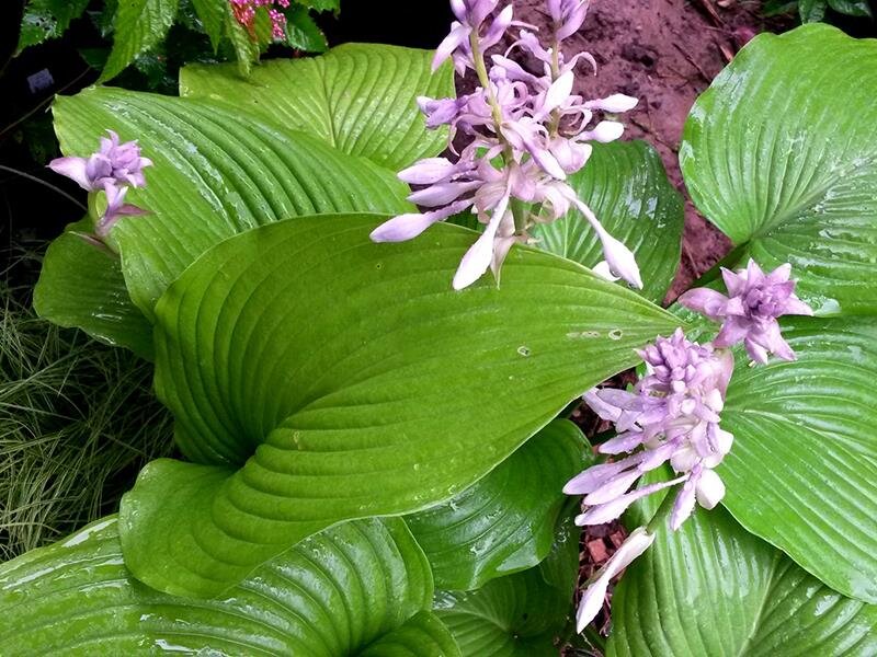 Hosta tardiana Devon Green