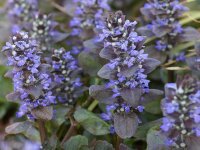 Ajuga reptans Atropurpurea