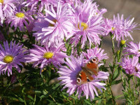 Aster (Symphyotrichum) novi-belgii Fellowship