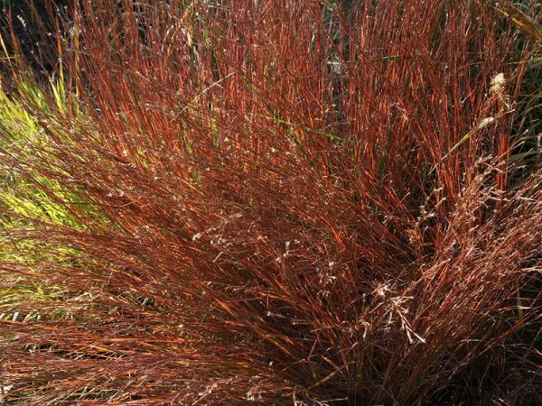 Schizachyrium scoparium  Blue Heaven®