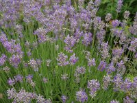 Lavandula angustifolia Melissa Lilac