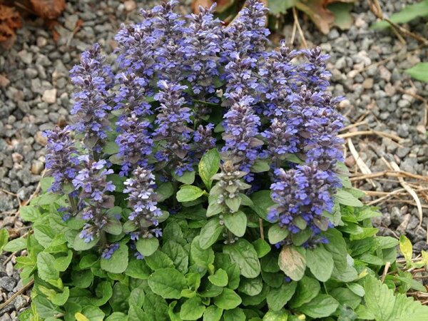 Ajuga reptans Kerlchen