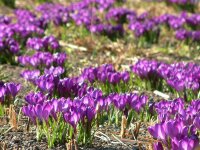 Crocus Ruby Giant (25 Stk.)