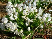 Scilla mischtschenkoana (10 Stk.)