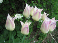Tulipa Elegant Lady (5 Stk.)