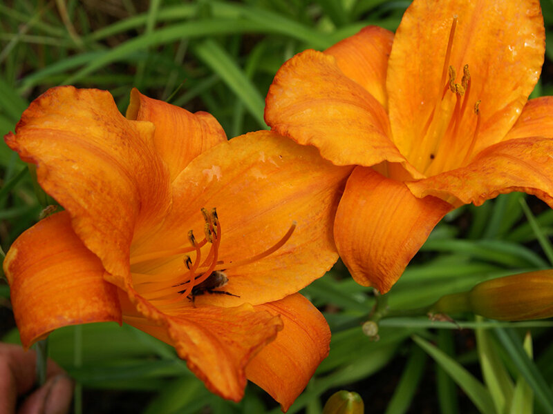 Hemerocallis Hybr. Mauna Loa