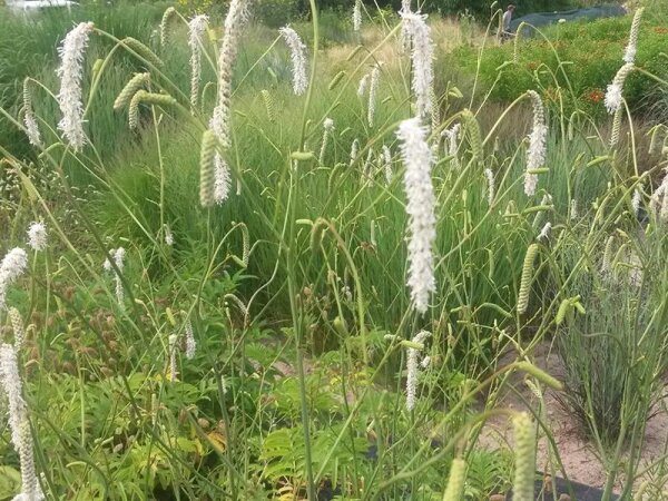 Sanguisorba tenuifolia All Time High***