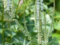 Veronicastrum virginicum Diana