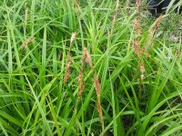 Carex morowii subsp. foliosissima Irish Green