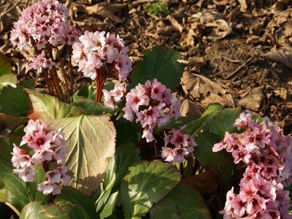 Bergenia Hybr. Biedermeier