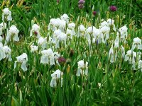 Iris germanica Florentina P1