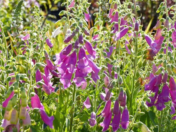 Digitalis thapsi Spanish Peaks