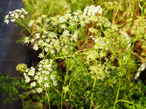 Peucedanum oreoselinum