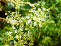 Peucedanum oreoselinum