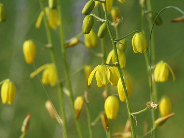 Albuca shawii