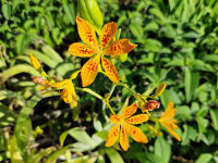 Belamcanda chinensis
