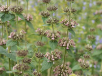 Phlomoides samia