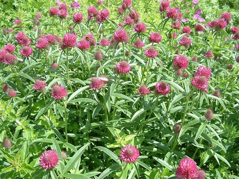 Trifolium alpestre