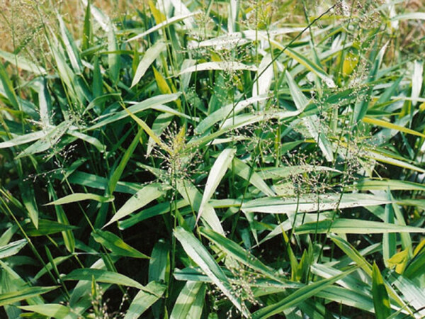 Panicum (Dichanthelium) clandestinum