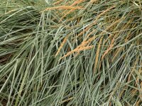 Leymus (Elymus) arenarius