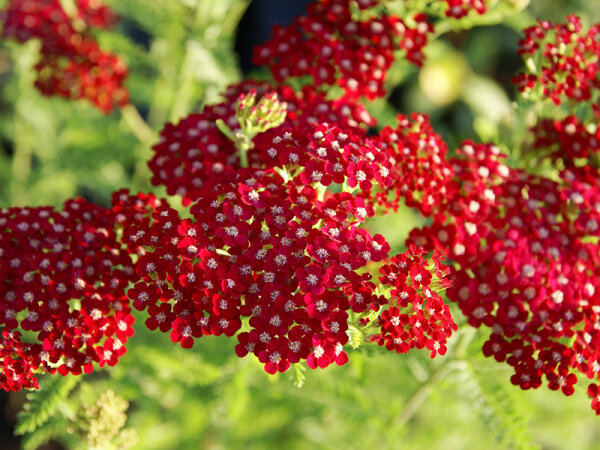 Achillea millefolium Red Velvet