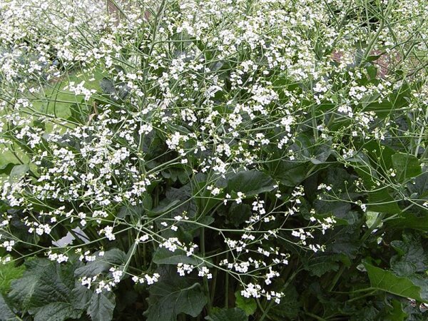 Crambe cordifolia