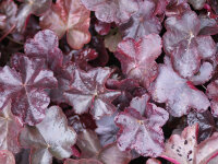 Heuchera Obsidian®