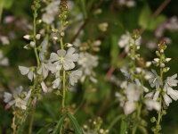 Sidalcea candida Bianca