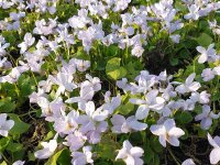 Viola odorata Alba