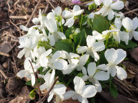 Viola odorata Alba