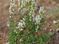 Micromeria thymifolia