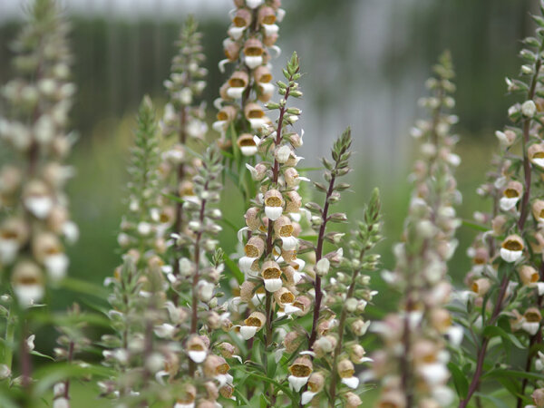 Digitalis lanata