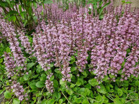 Ajuga reptans Rosea