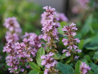 Ajuga reptans Rosea