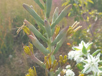 Manfreda (Agave) virginica