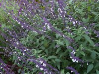 Salvia Hybr. Phyllis Fancy