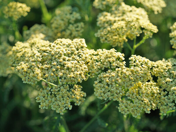 Achillea filipendulina-Hybr. Hella Glashoff