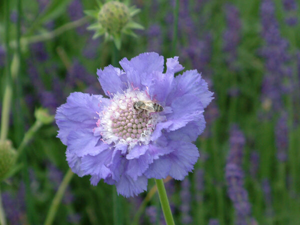 Scabiosa caucasica Perfecta