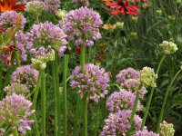 Allium senescens Giganteum