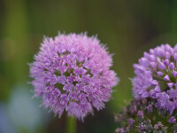 Allium senescens Giganteum