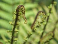 Dryopteris atrata