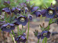 Helleborus Orientalis-Hybride Blue Lady