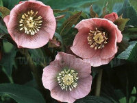 Helleborus Orientalis-Hybride Pink Lady