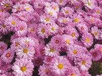 Chrysanthemum (Indicum-Gruppe) Rosensilber