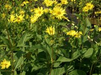 Silphium integrifolium