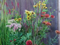 Staudenpaket HERBSTWALZER